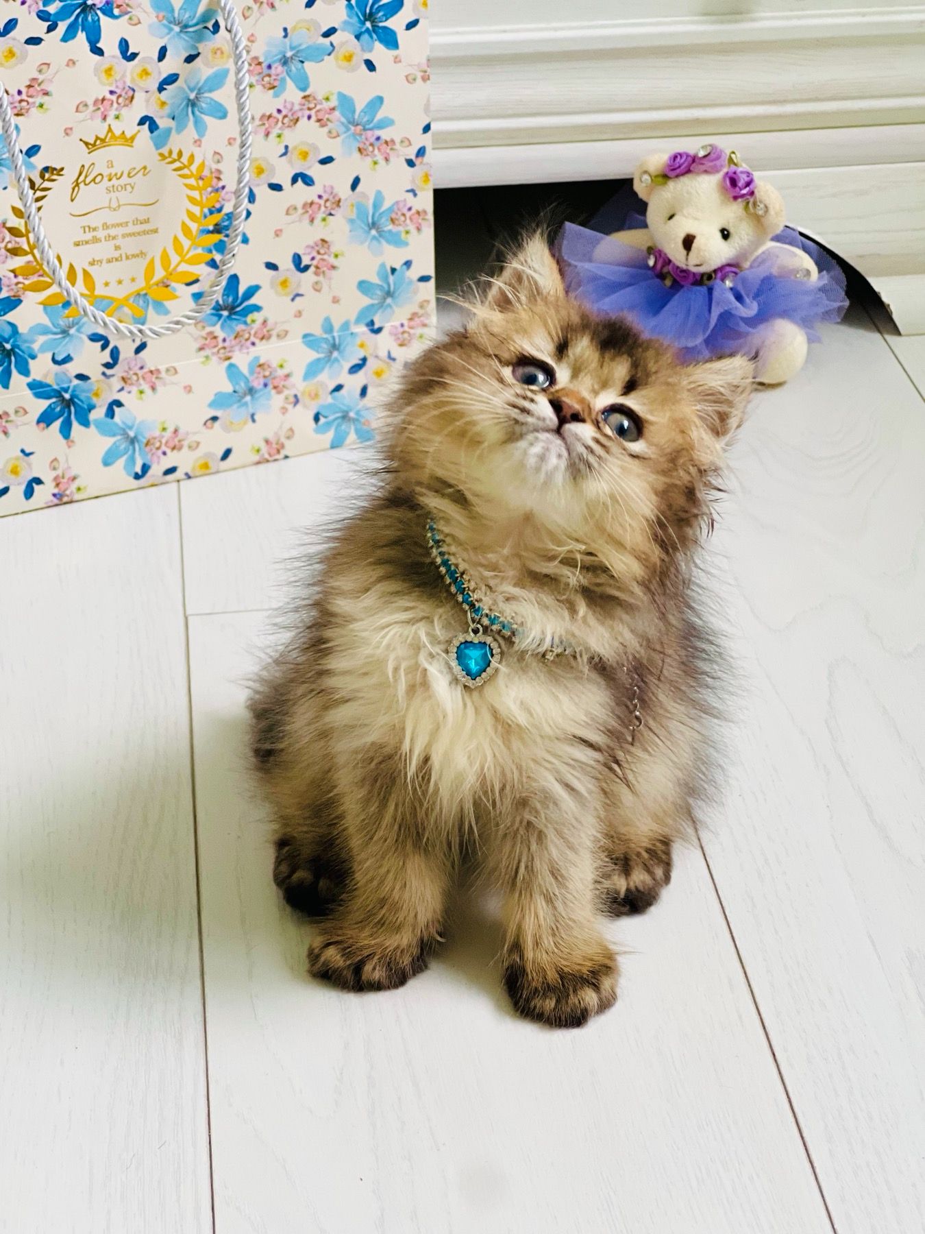 Британська золота шиншилла