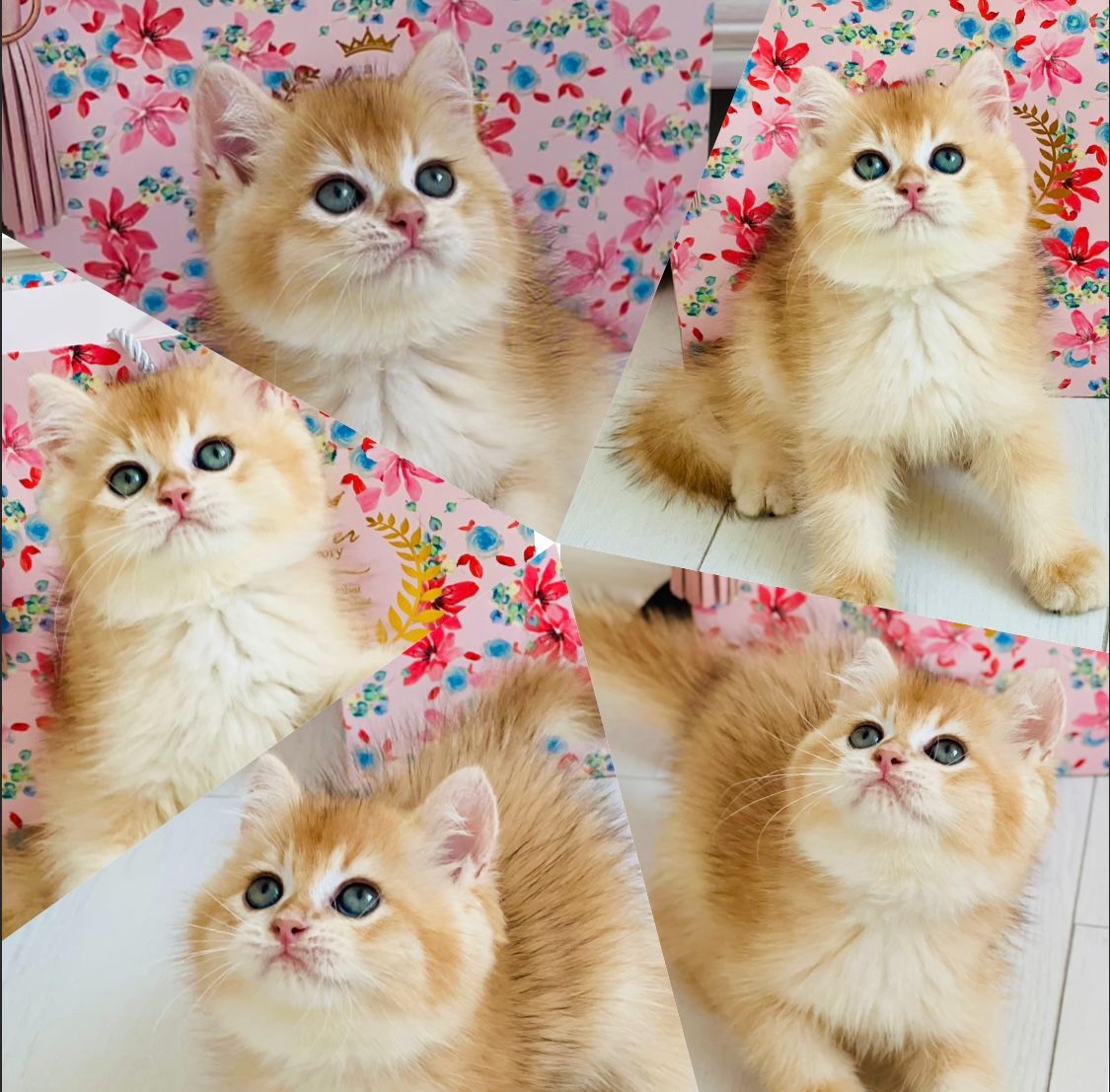 Британська золота шиншилла