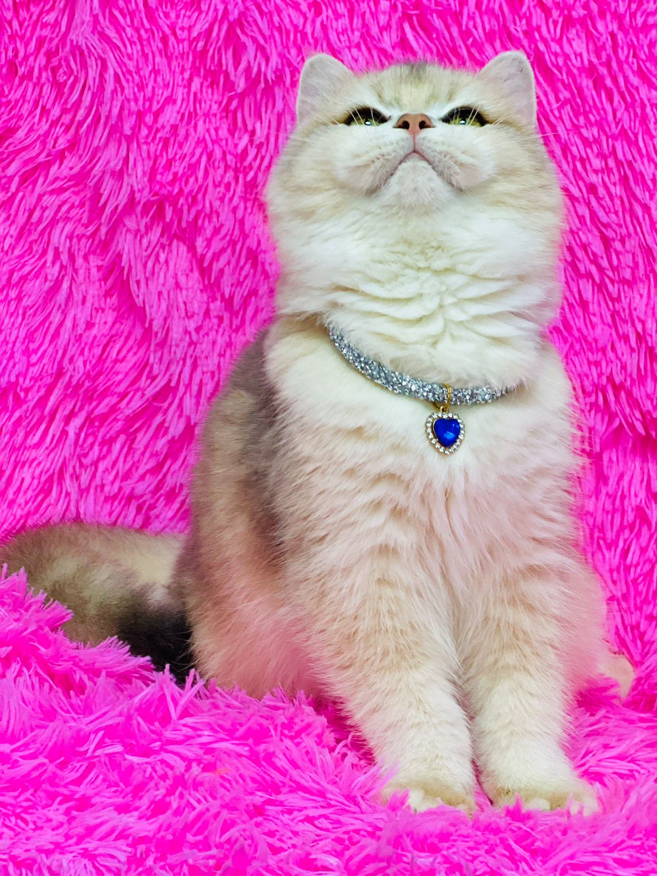 Британська золота шиншилла