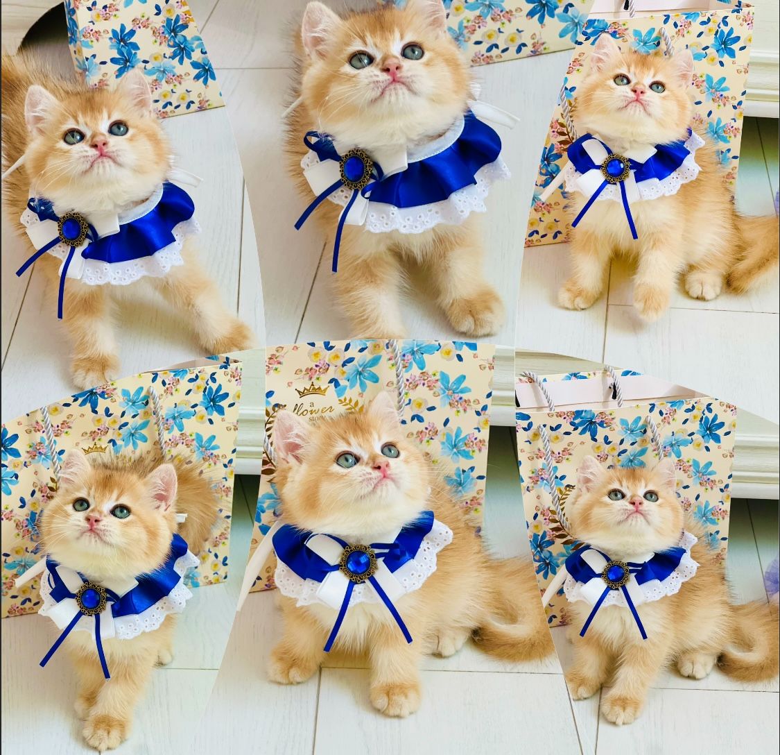 Британська золота шиншилла