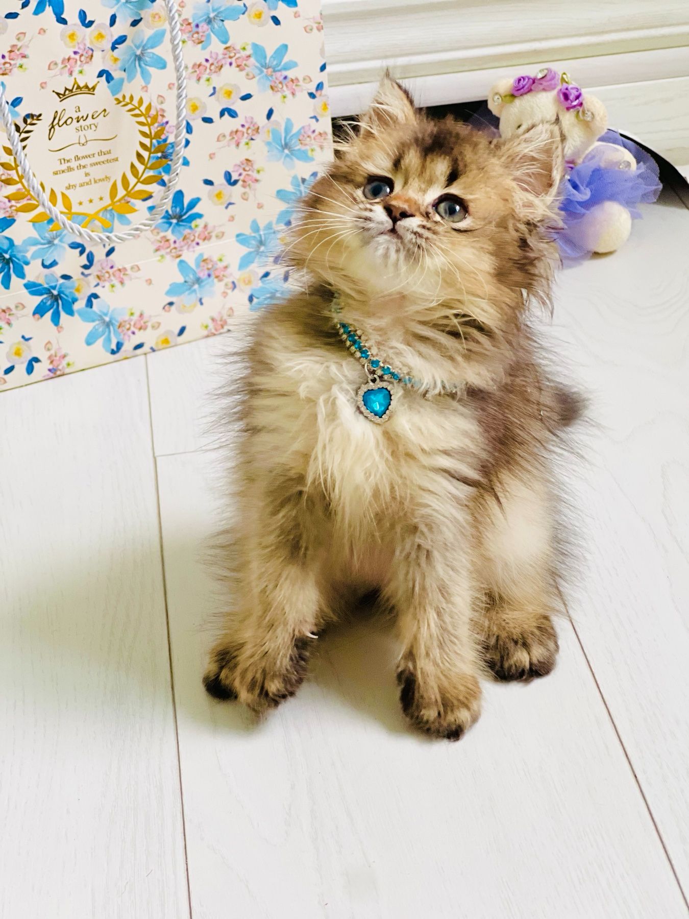 Британська золота шиншилла