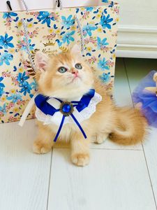 Британська золота шиншилла