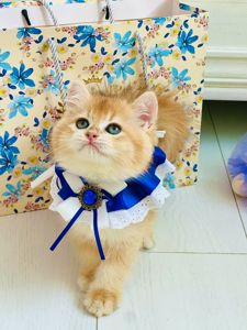 Британська золота шиншилла