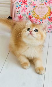 Британська золота шиншилла