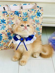 Британська золота шиншилла