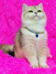 Британська золота шиншилла