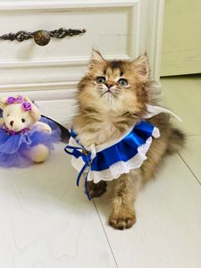 Британська золота шиншилла