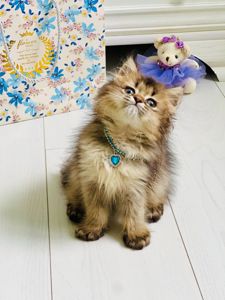 Британська золота шиншилла