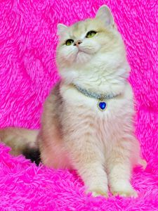 Британська золота шиншилла