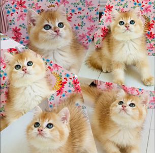 Британська золота шиншилла