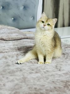 Британська золота шиншилла