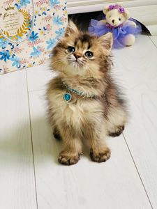 Британська золота шиншилла