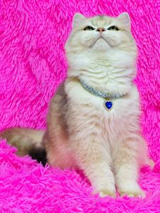 Британська золота шиншилла