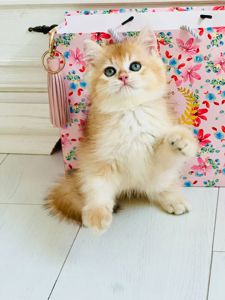 Британська золота шиншилла