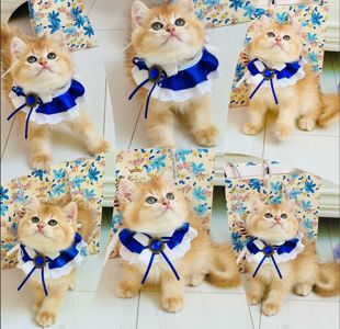 Британська золота шиншилла