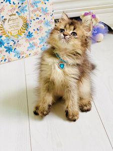 Британська золота шиншилла