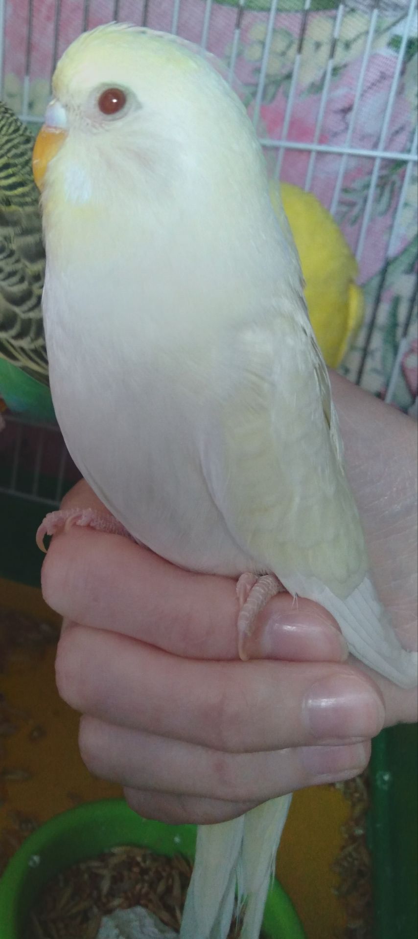 Волнистый попугай ручная девочка