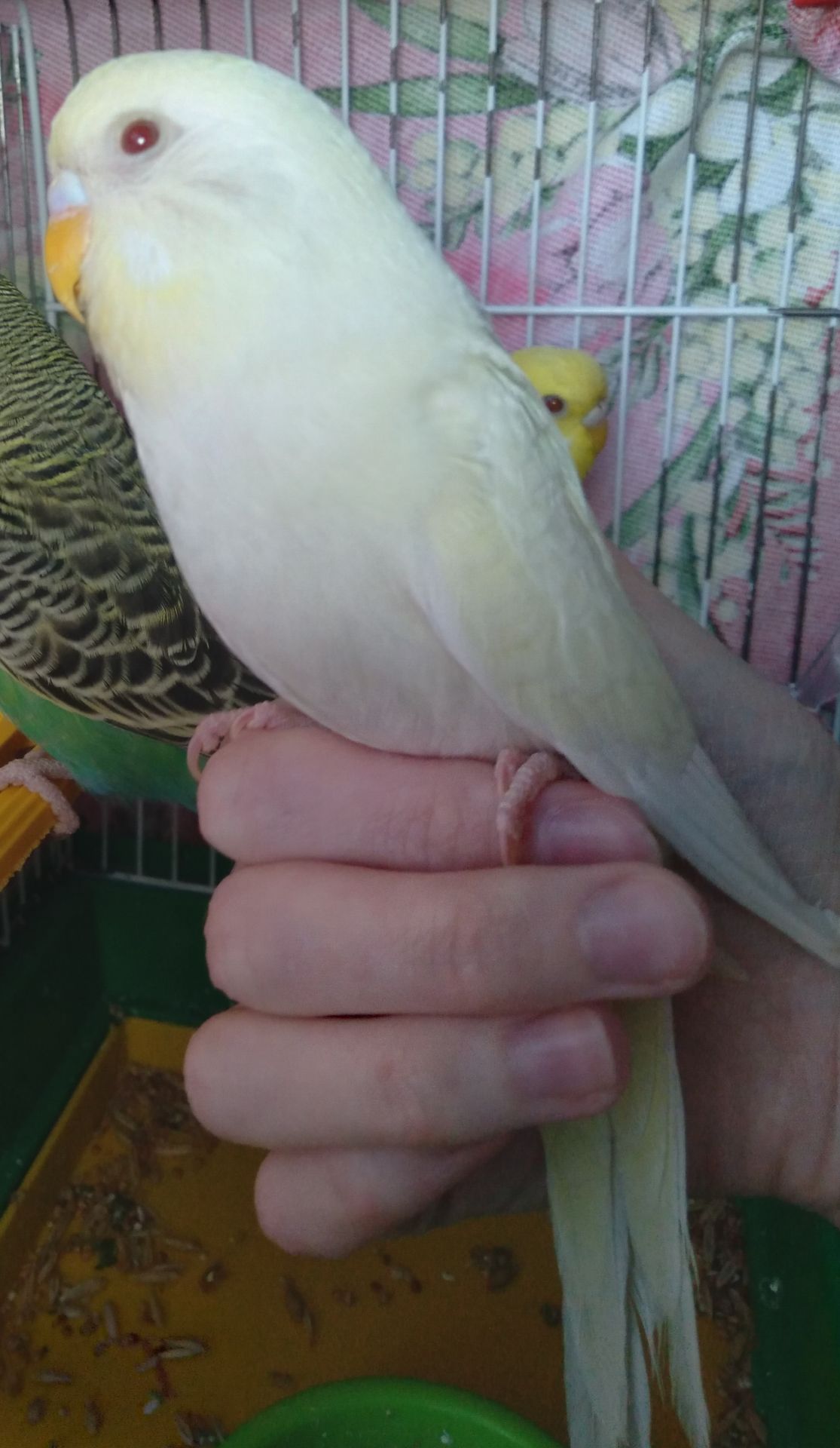 Волнистый попугай ручная девочка