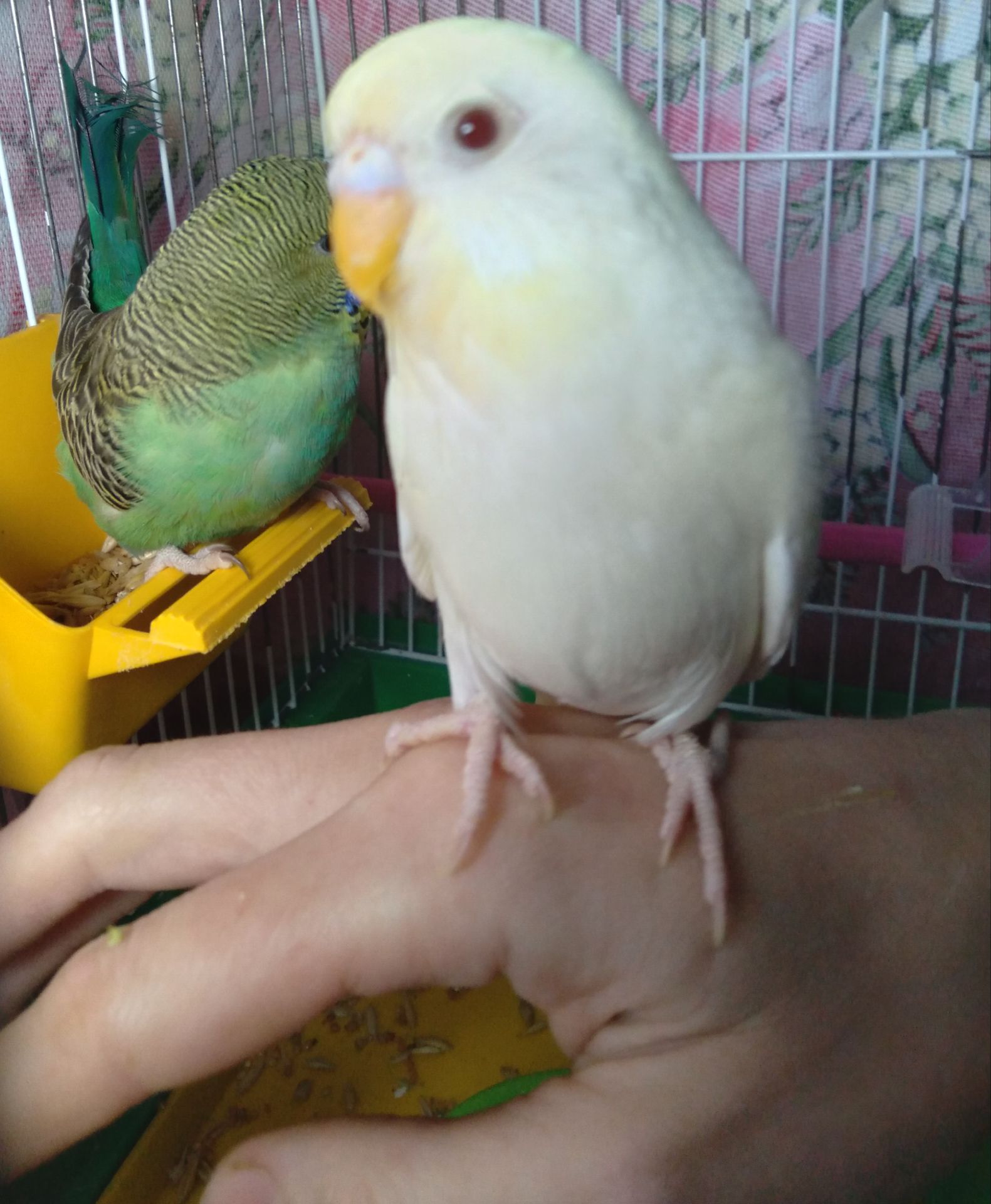 Волнистый попугай ручная девочка
