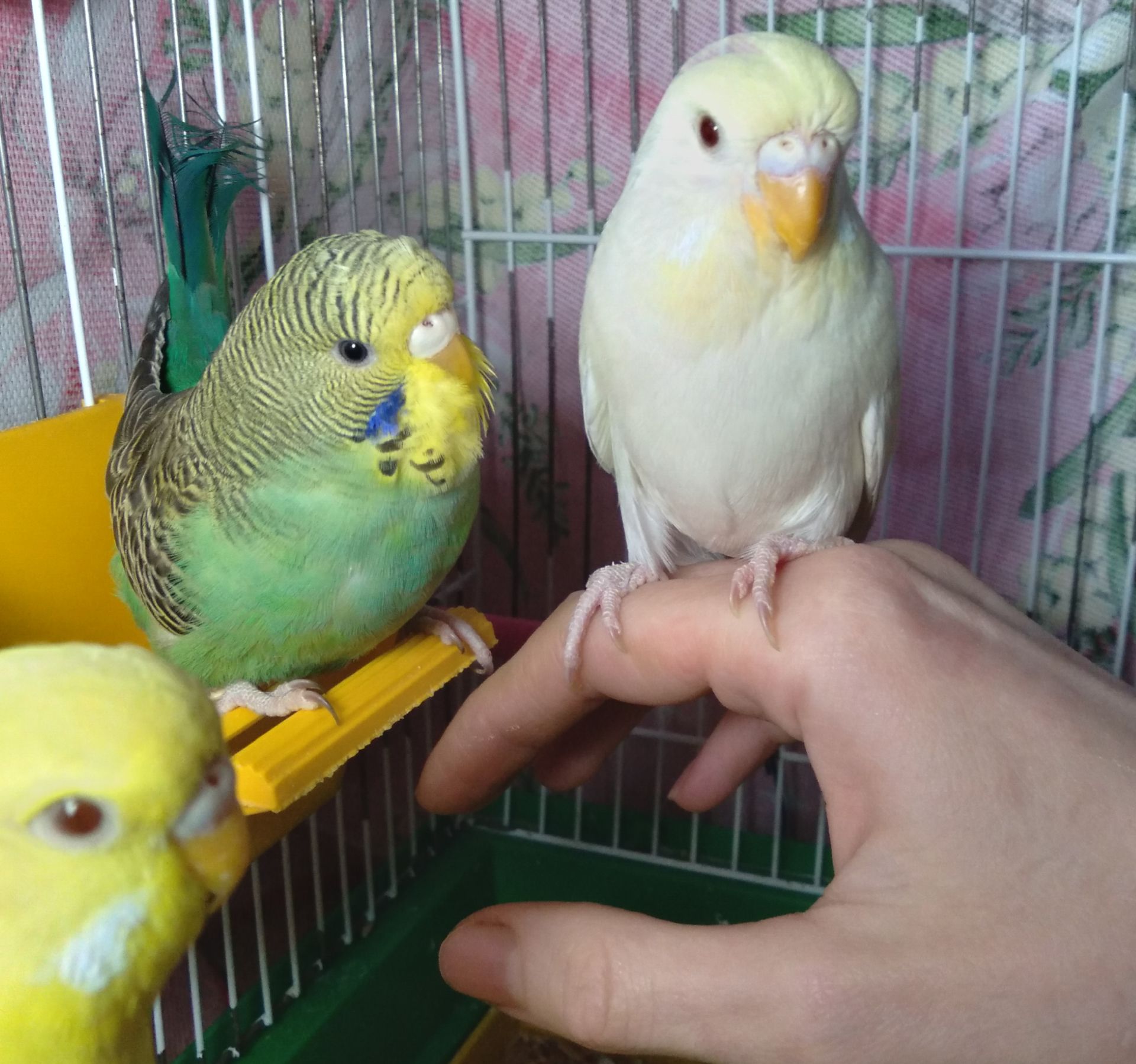 Волнистый попугай ручная девочка