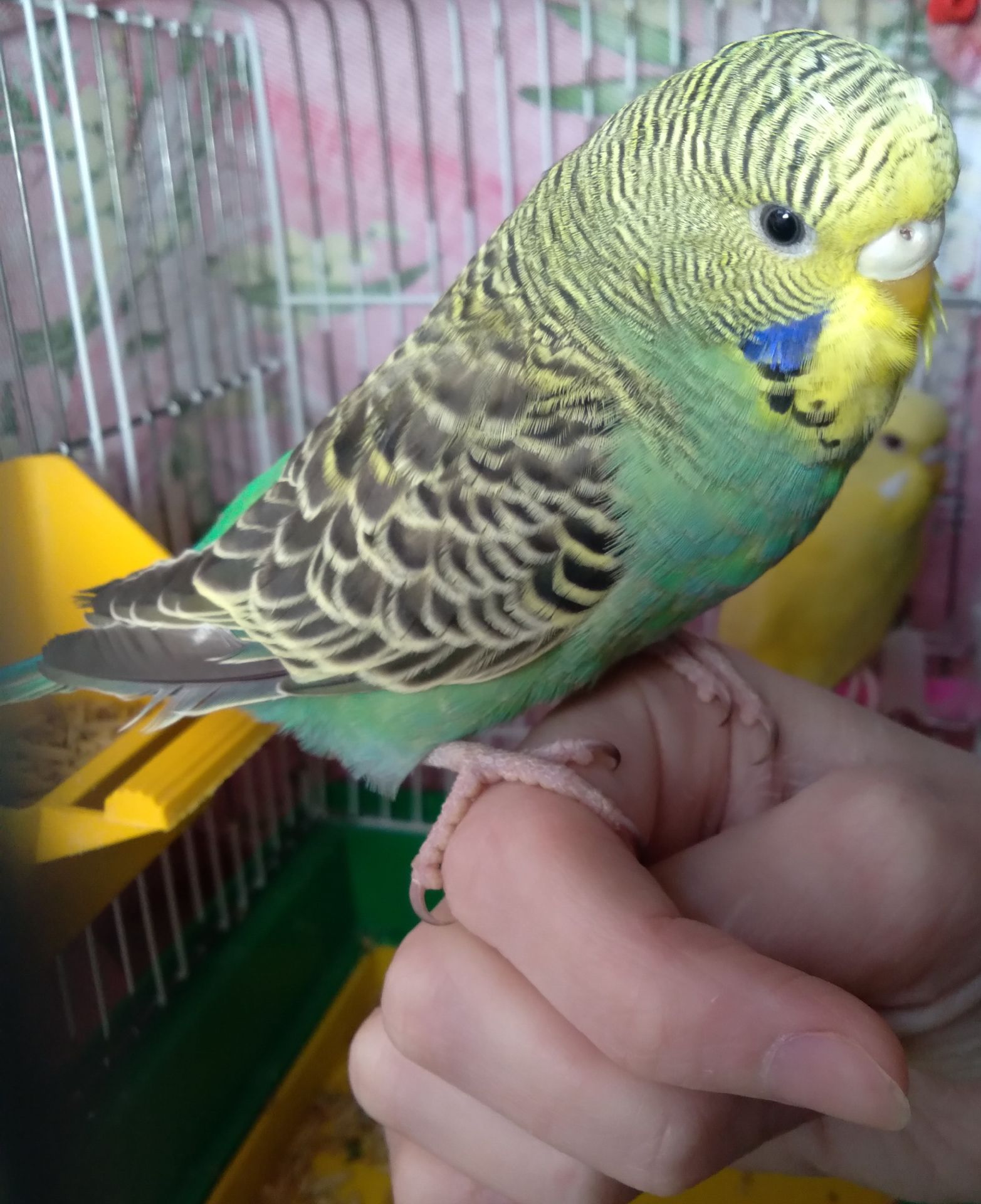 Ручная девочка волнистый попугай