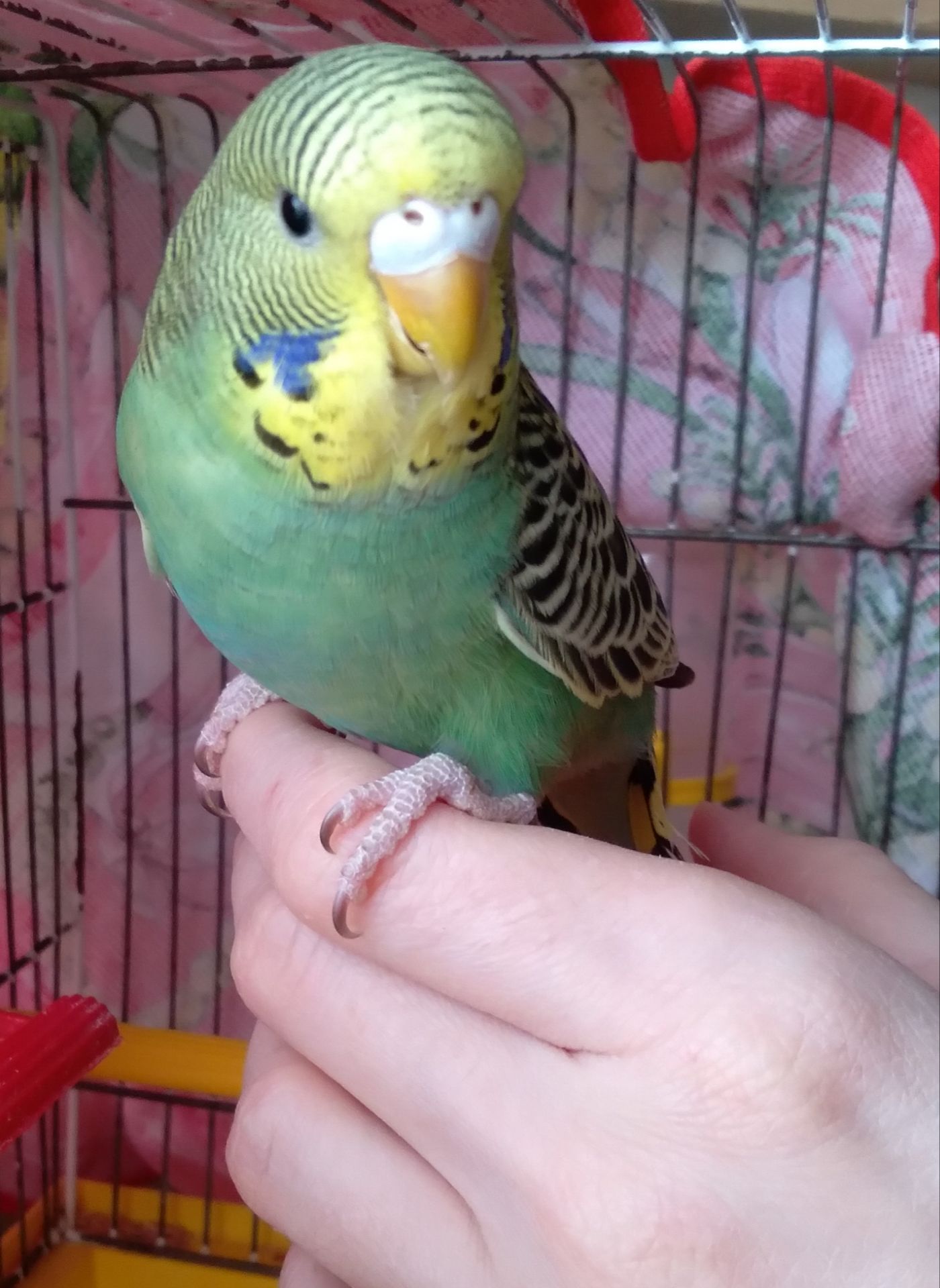 Ручная девочка волнистый попугай
