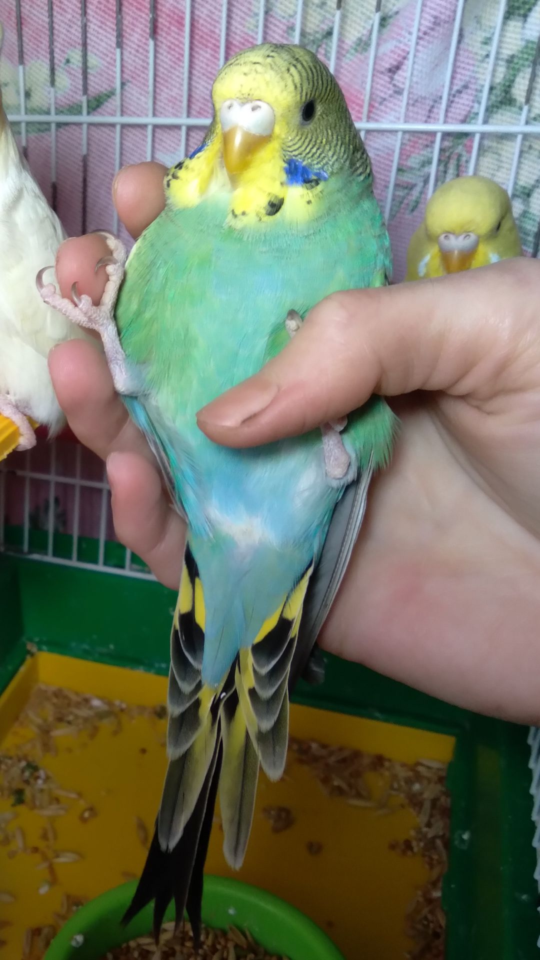 Ручная девочка волнистый попугай