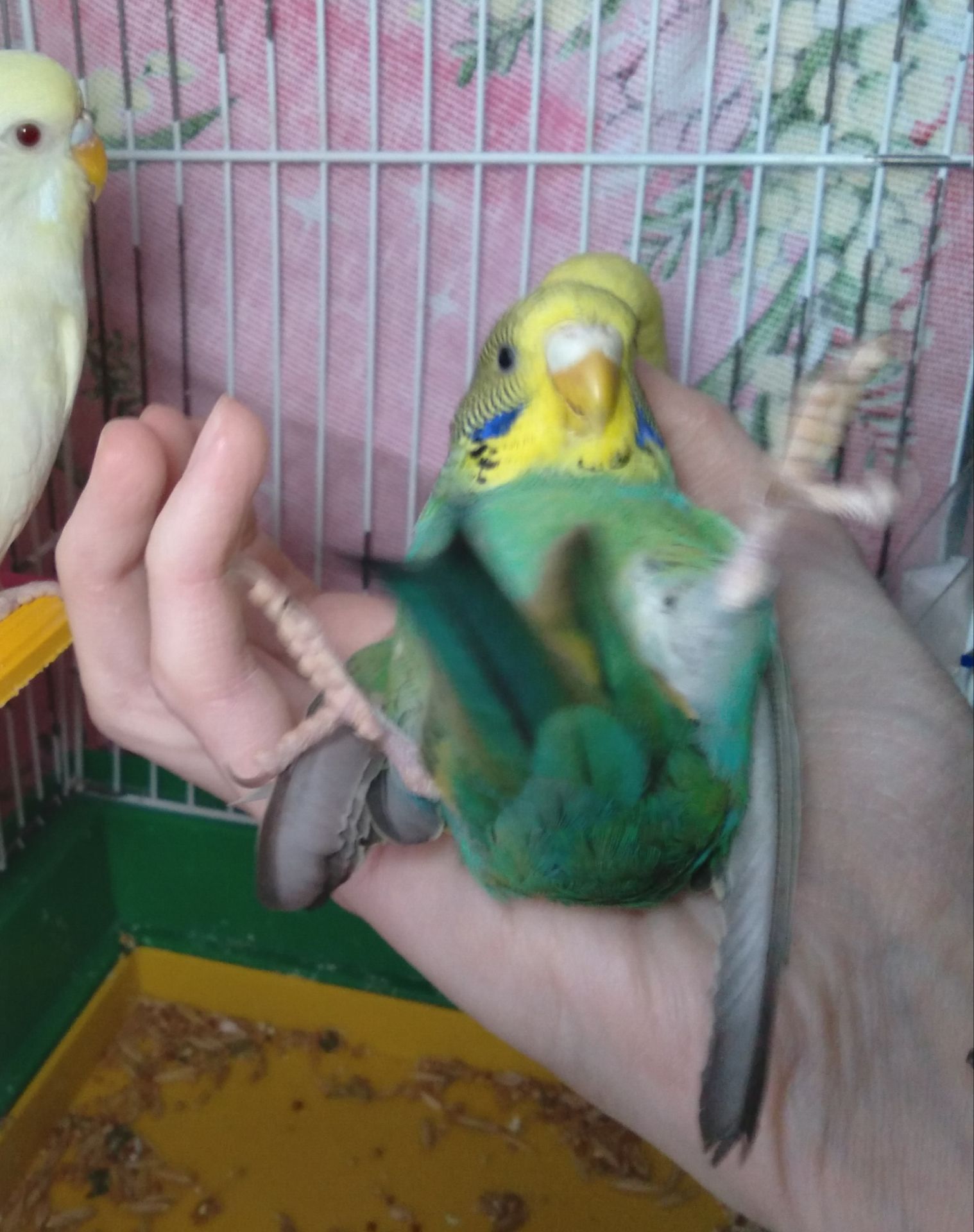 Ручная девочка волнистый попугай