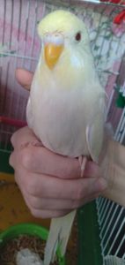 Волнистый попугай ручная девочка