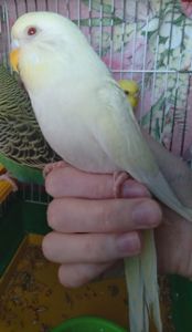 Волнистый попугай ручная девочка