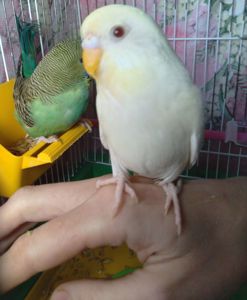Волнистый попугай ручная девочка
