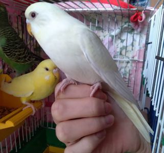 Волнистый попугай ручная девочка