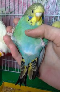 Ручная девочка волнистый попугай