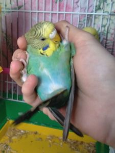 Ручная девочка волнистый попугай