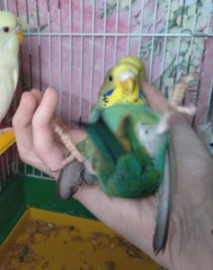 Ручная девочка волнистый попугай
