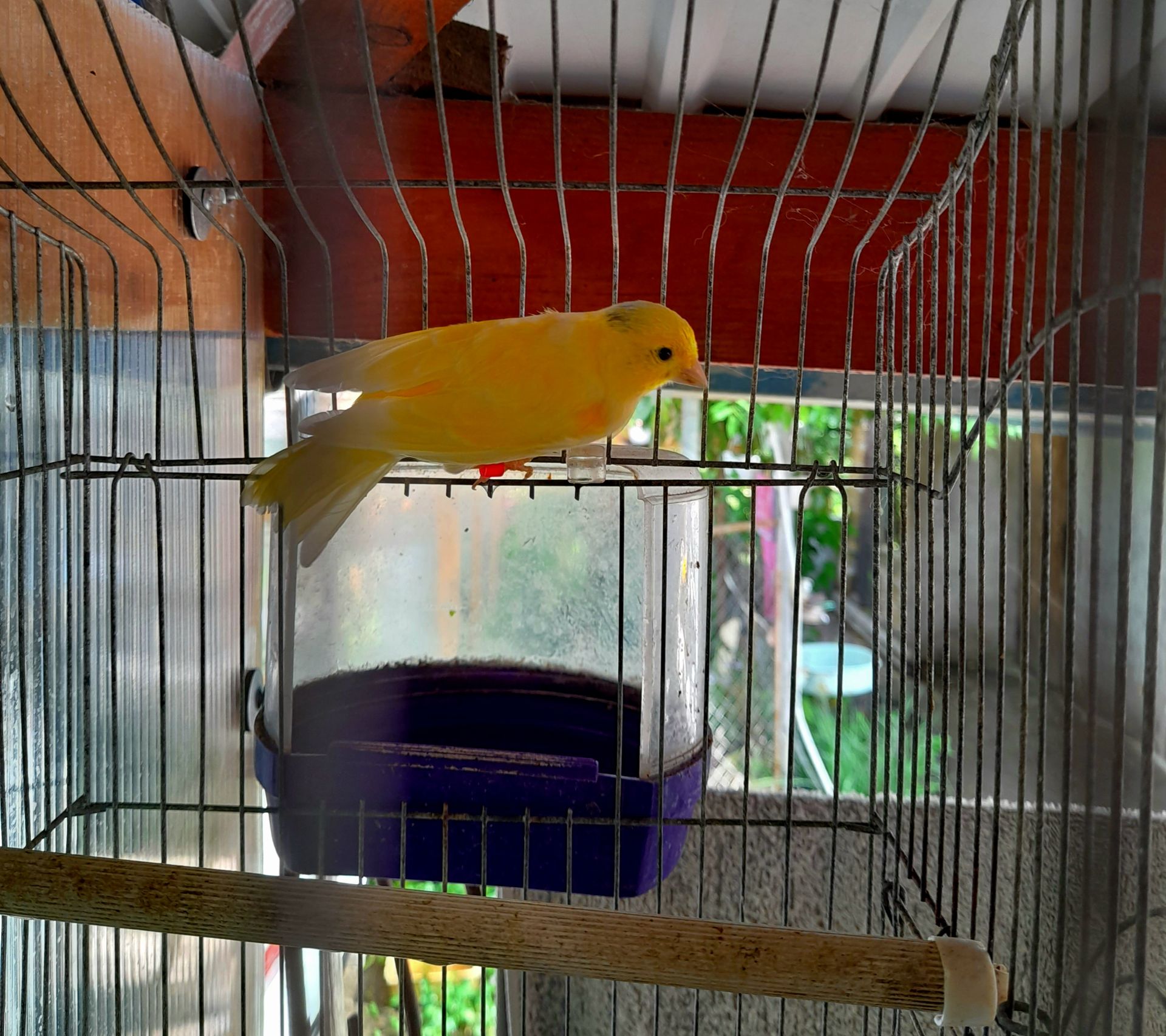 Молодой поющий жолтый кенар