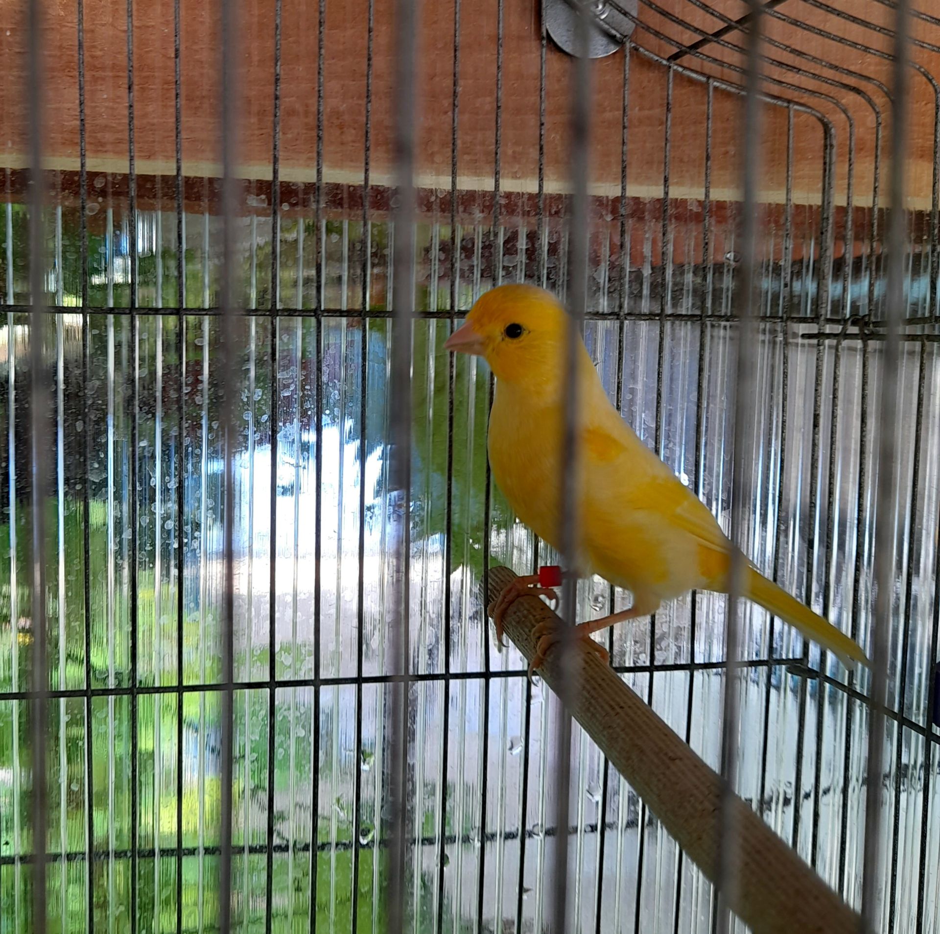 Молодой поющий жолтый кенар