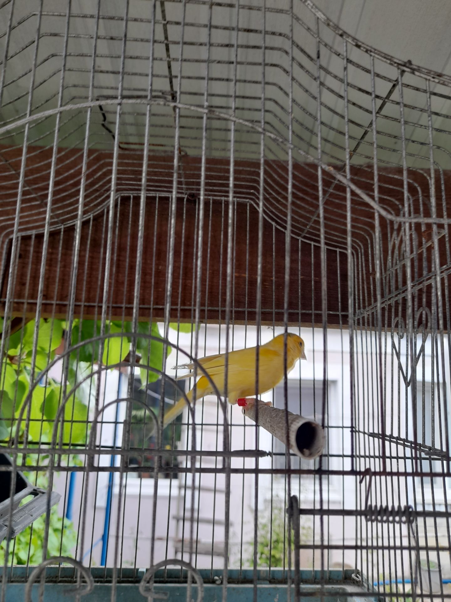 Молодой поющий жолтый кенар