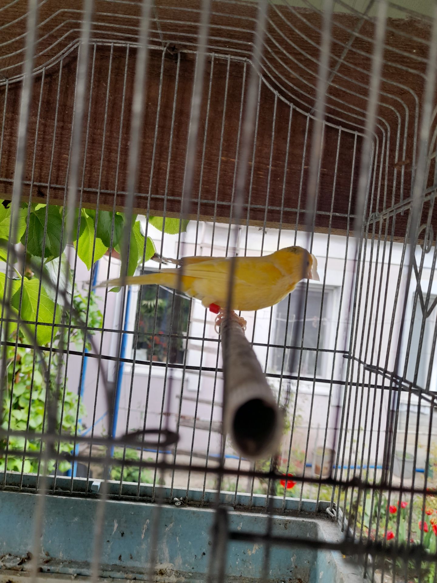 Молодой поющий жолтый кенар