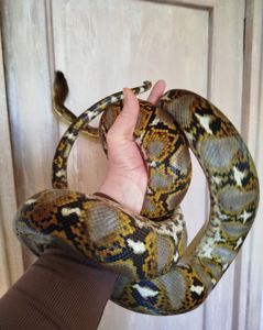 Сетчатый питон 🐍