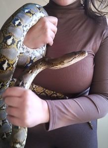 Сетчатый питон 🐍