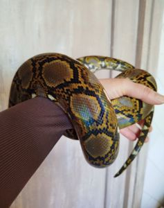 Сетчатый питон 🐍