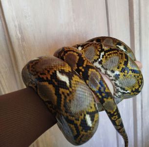 Сетчатый питон 🐍