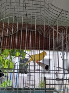 Молодой поющий жолтый кенар