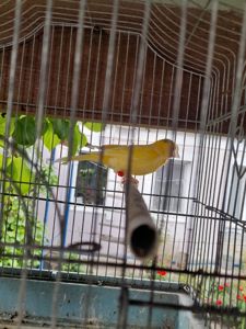 Молодой поющий жолтый кенар