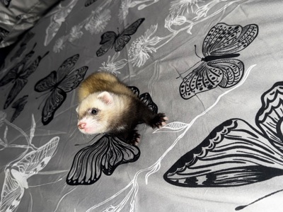 Малюки тхорики, фретки