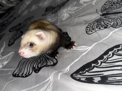 Малюки тхорики, фретки