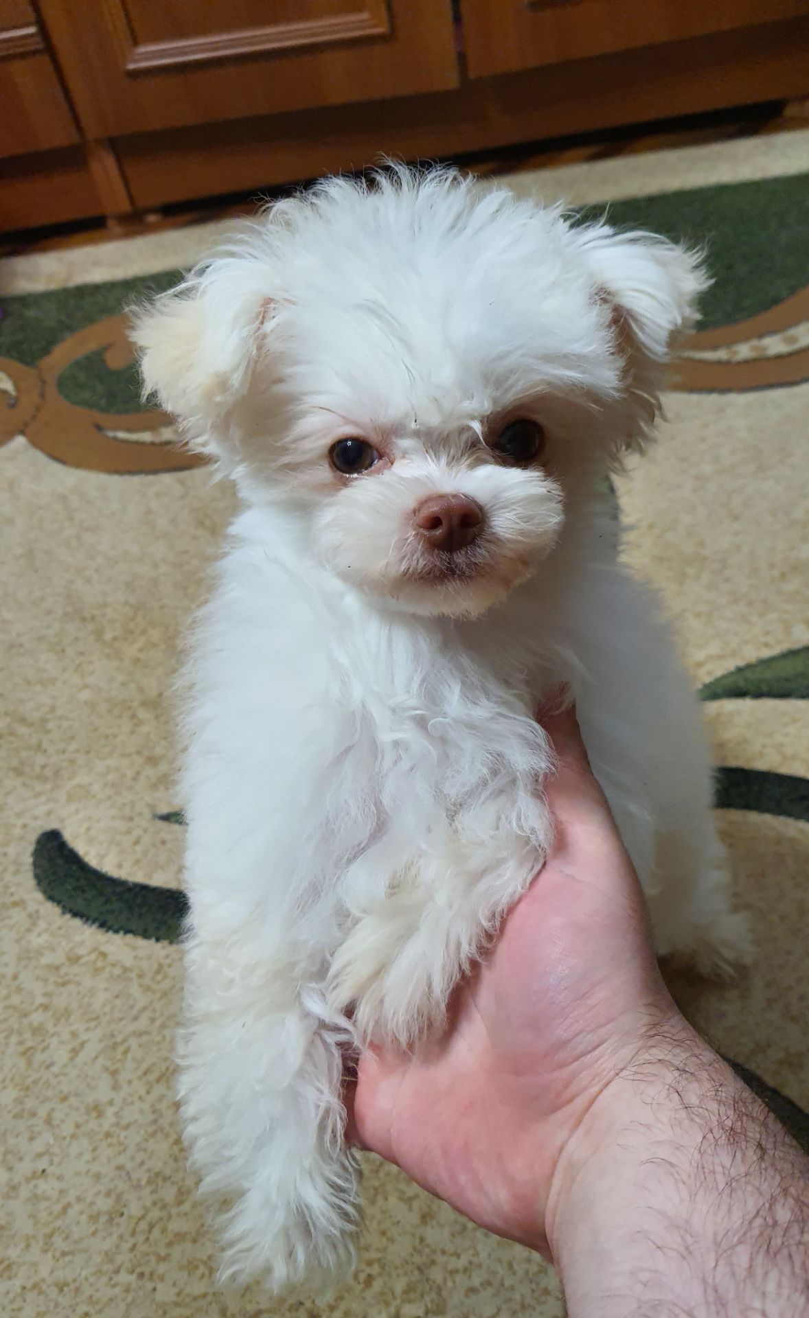 Продам Мальтіпу міні