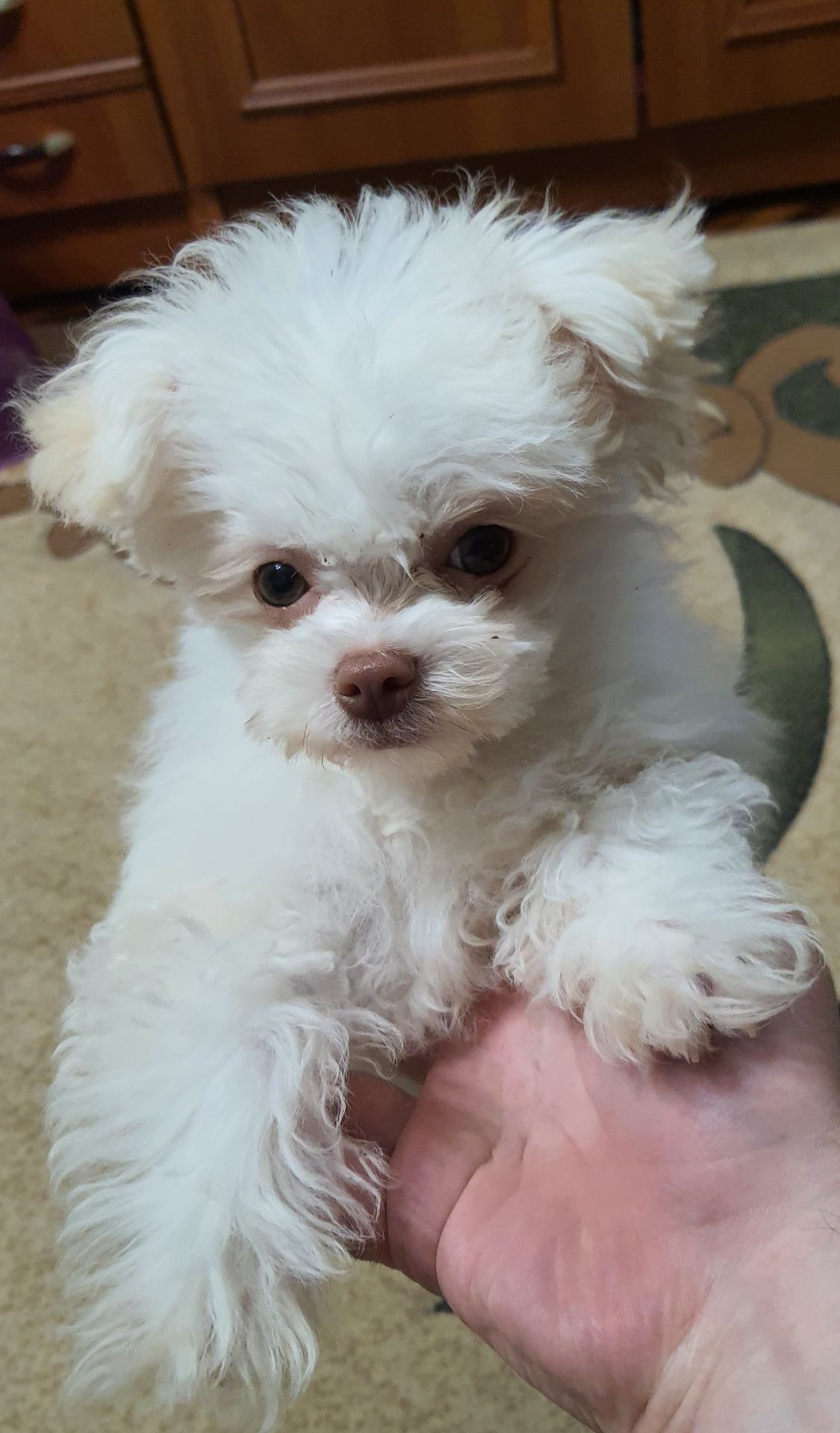 Продам Мальтіпу міні