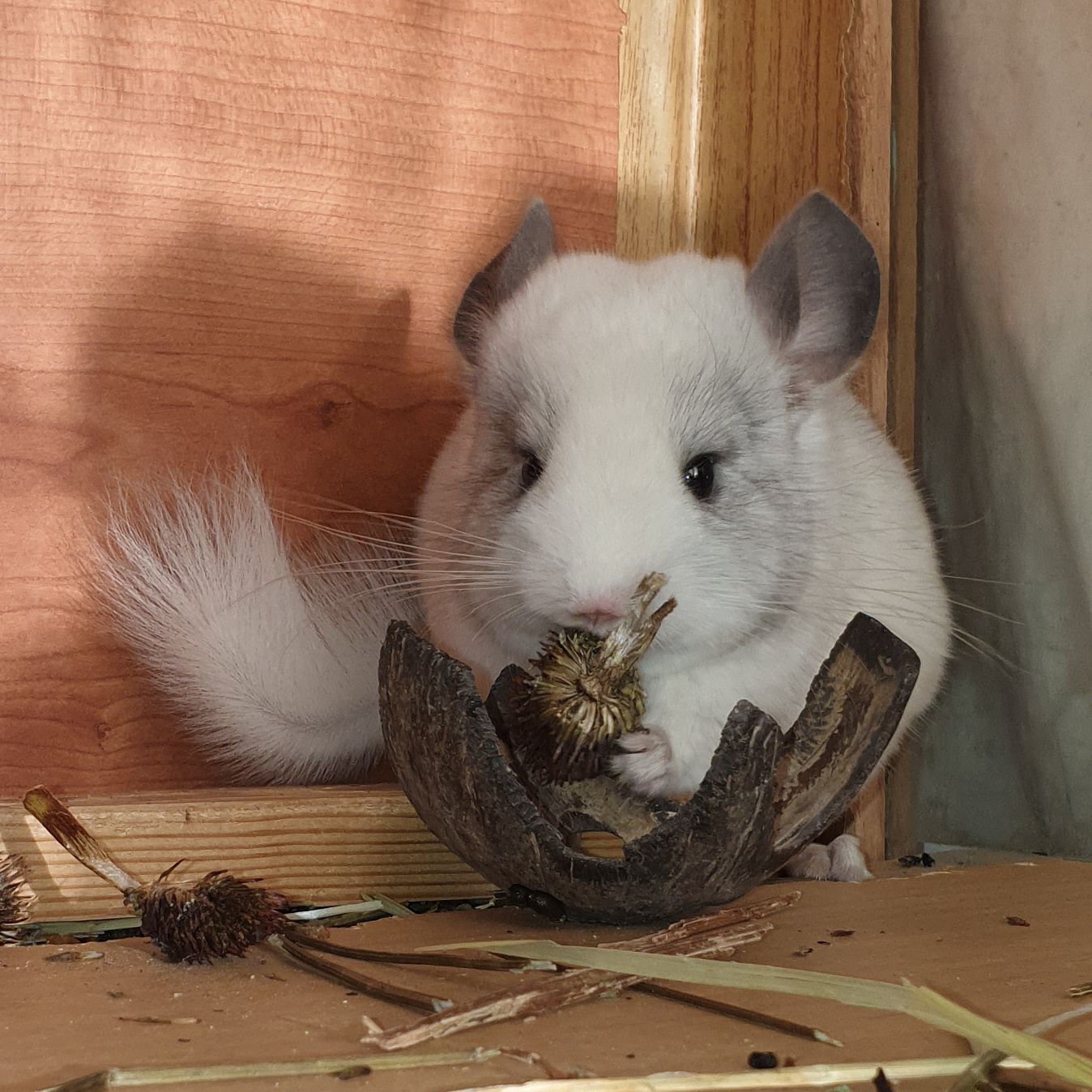 Маленький самец шиншиллы белый эбони носитель ангоры
